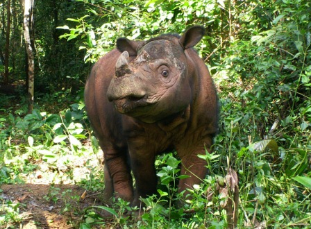 The Sumatran rhino needs your help!